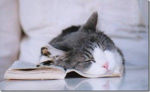 gato-duerme-sobre-libro1 (1)