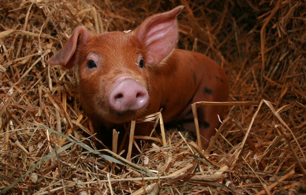 Los cerdos son animales inteligentes,  sociables, juguetones y cariñoso: todos los habitantes del Valle dan fe de ello.